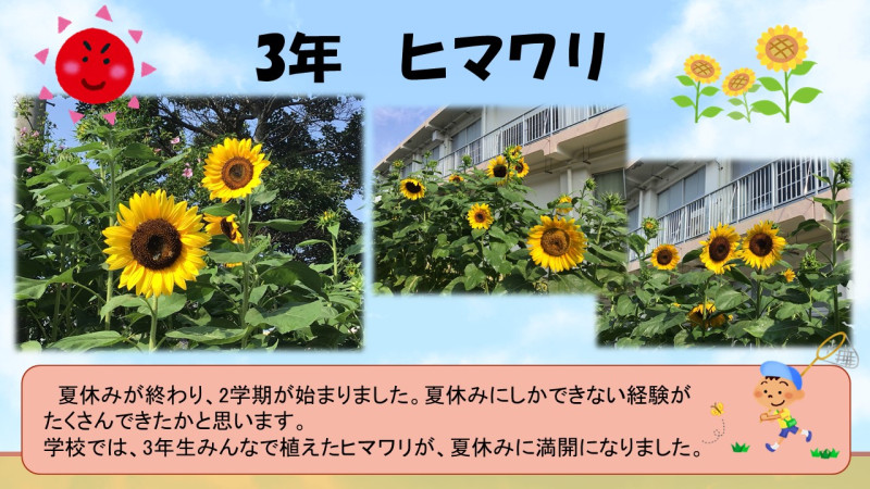 048 0903ヒマワリ